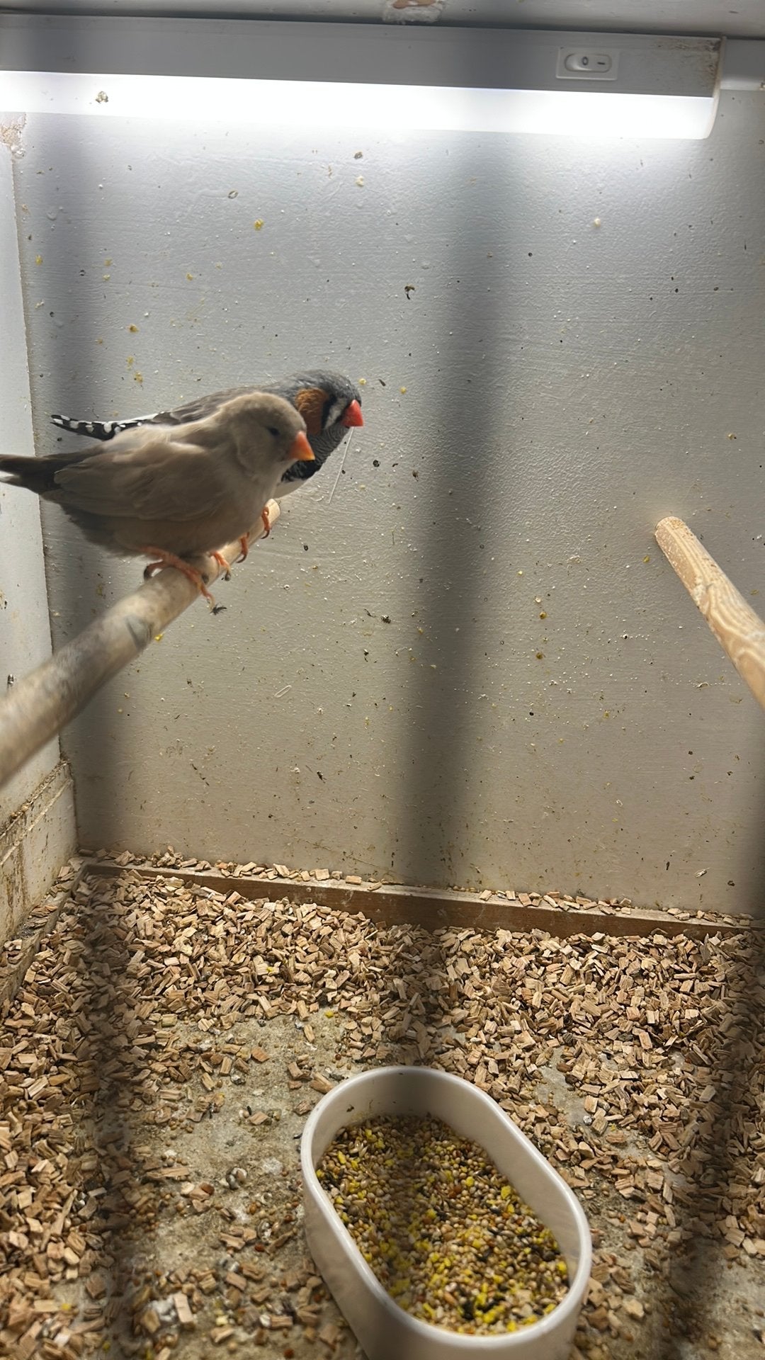 split x charcoal, Meerdere dieren