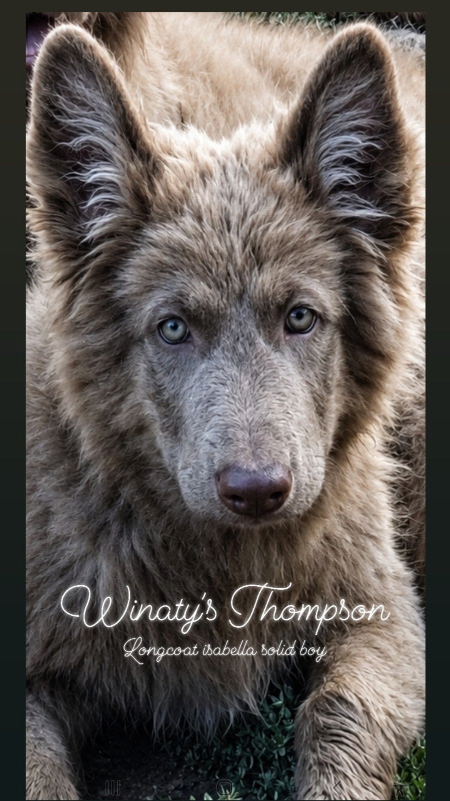 Langhaar isabella Duitse Herder pups, Dieren en Toebehoren, Honden | Herdershonden en Veedrijvers, Particulier, 8 tot 15 weken