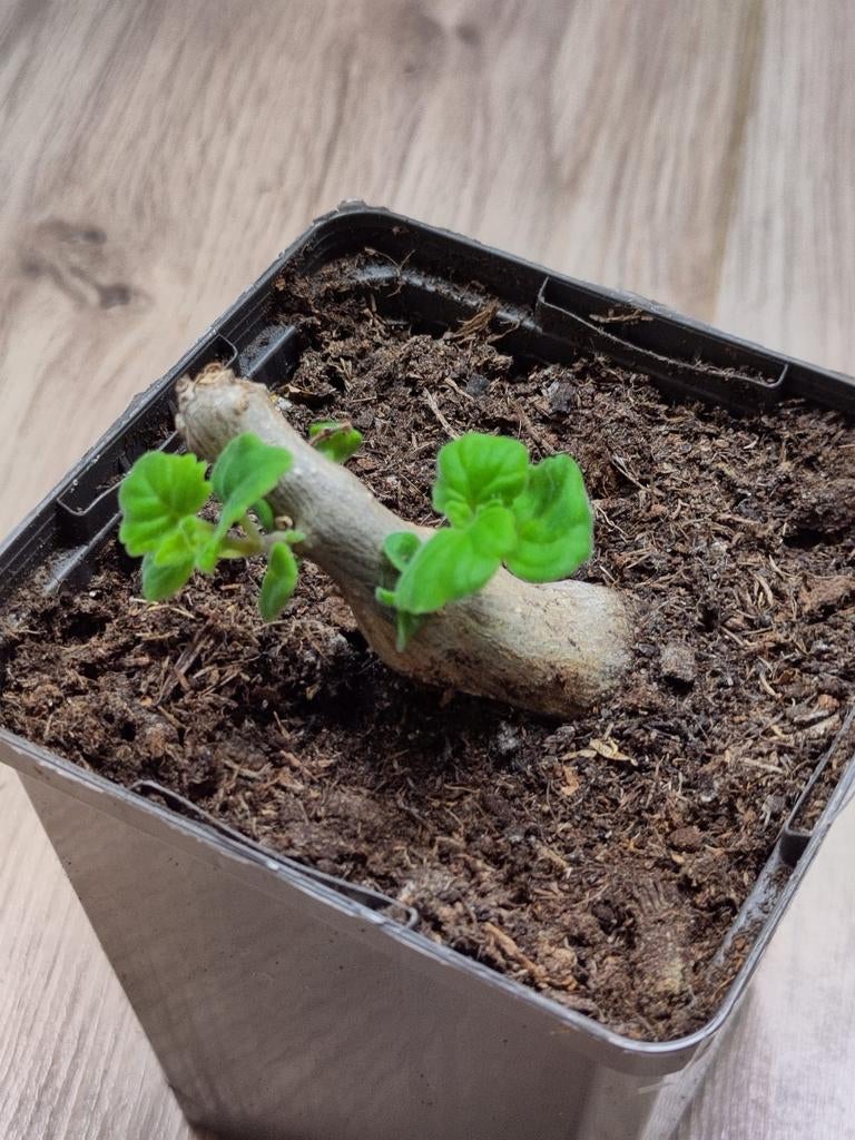 Plectranthus ernstii mintbonsai caudex bijzondere kamerplant, Overige soorten, Minder dan 100 cm, Bloeiende kamerplant, Halfschaduw