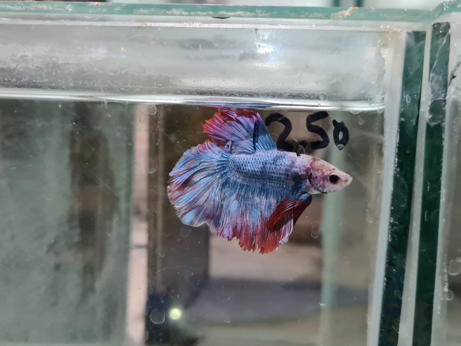 Betta splendens super delta kempvis man, Dieren en Toebehoren, Vis, Zoetwatervis