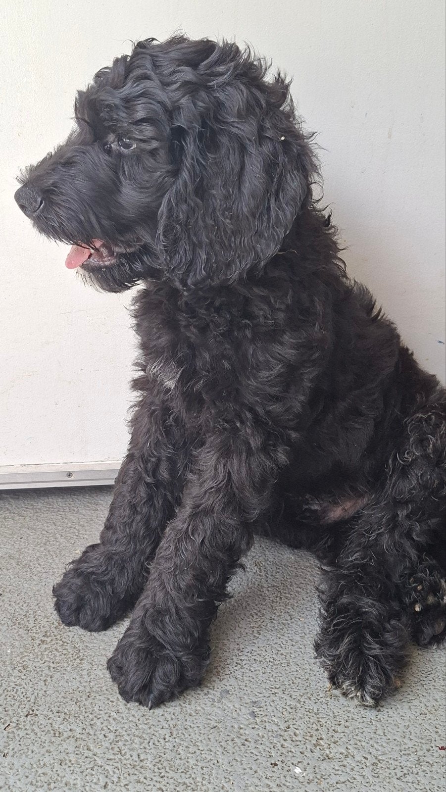 mooi f1b Labradoodle pup, Reu, 8 tot 15 weken, Eén hond, Middel