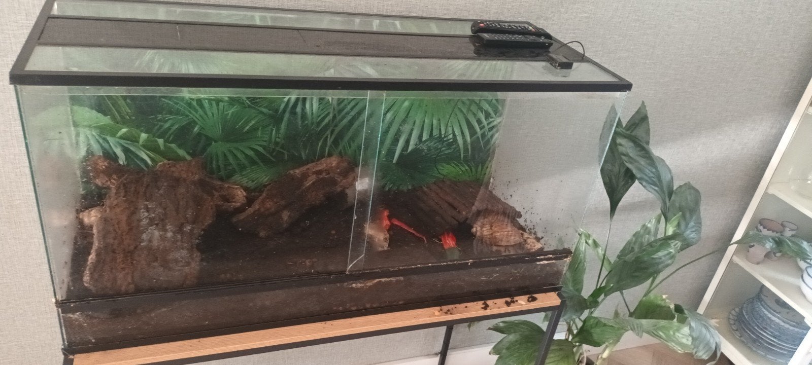 terrarium met 6 Afrikaanse reuzen slakken voor 100euro opha, Januari, Meerdere dieren