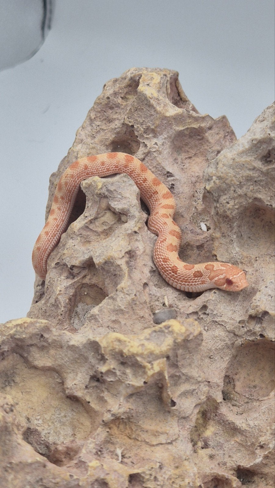 Haakneusslang. Hognose Hognose Snake - female for sale from De Jong