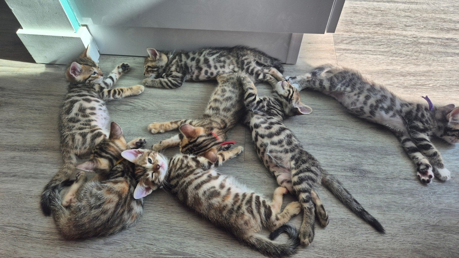 Bengaalse kittens 30 mei geboren., Meerdere dieren, Kortharig, 0 tot 2 jaar