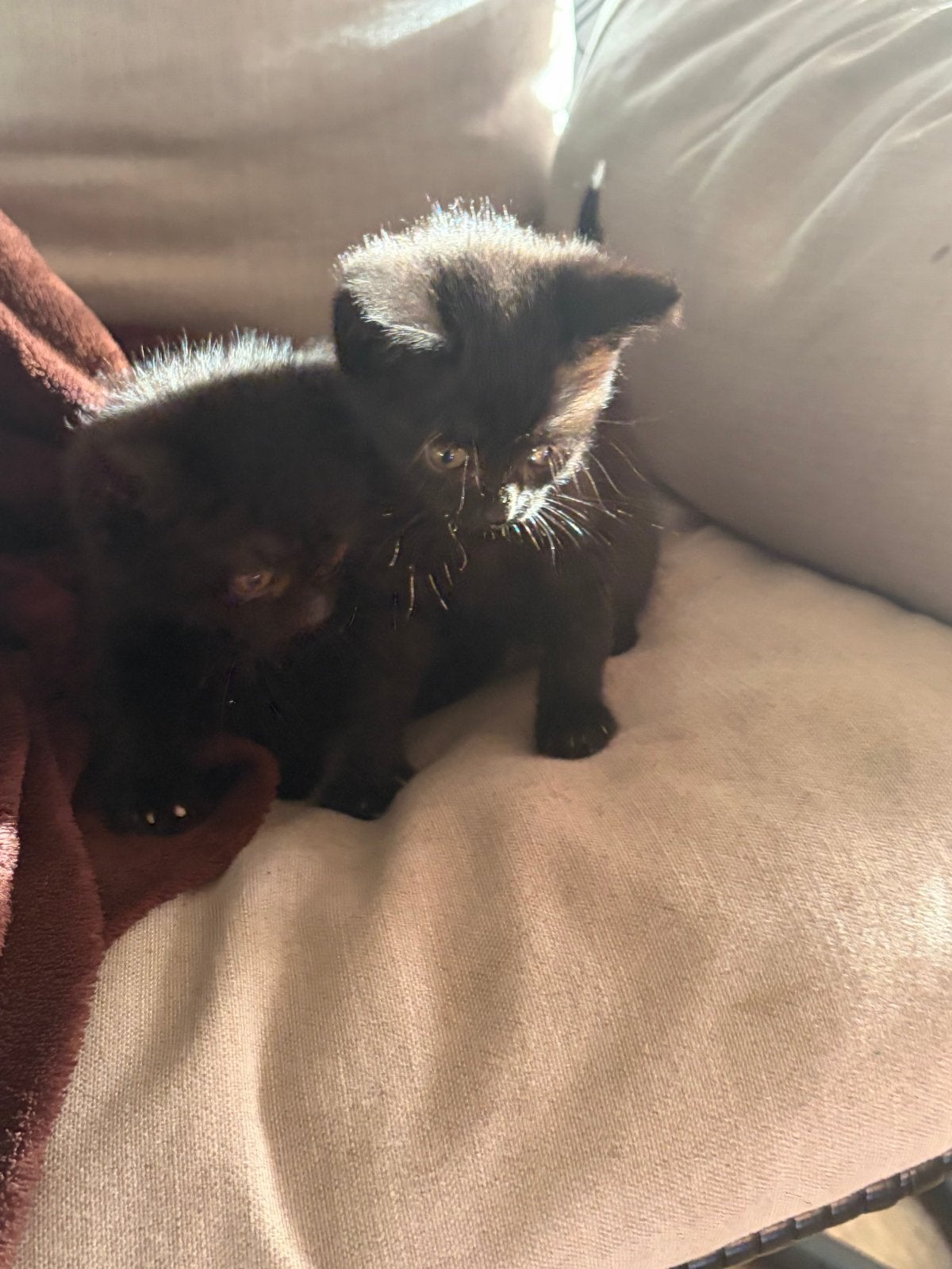 Twee schattige kitten, Dieren en Toebehoren, Meerdere dieren, Kortharig, 0 tot 2 jaar