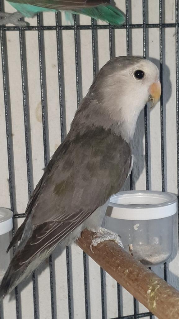 Agapornis roseicollis dame. 2025. Lees omschrijving., Dieren en Toebehoren, Vogels | Parkieten en Papegaaien, Vrouwelijk, Dwergpapegaai of Agapornis