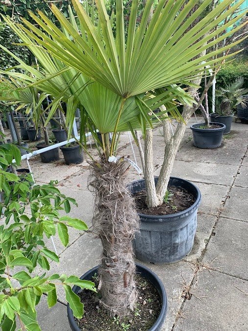 Trachycarpus Fortunei, Volle zon, Vaste plant, Zomer, Ophalen