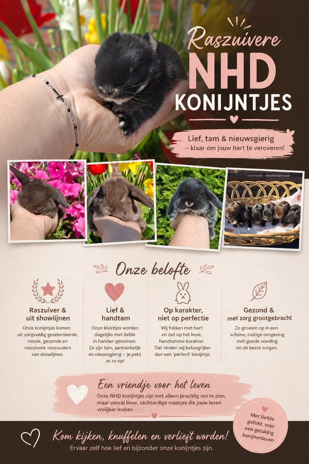 Raszuivere NHD baby konijntjes, Dieren en Toebehoren, Konijnen, Meerdere dieren, Dwerg, Hangoor