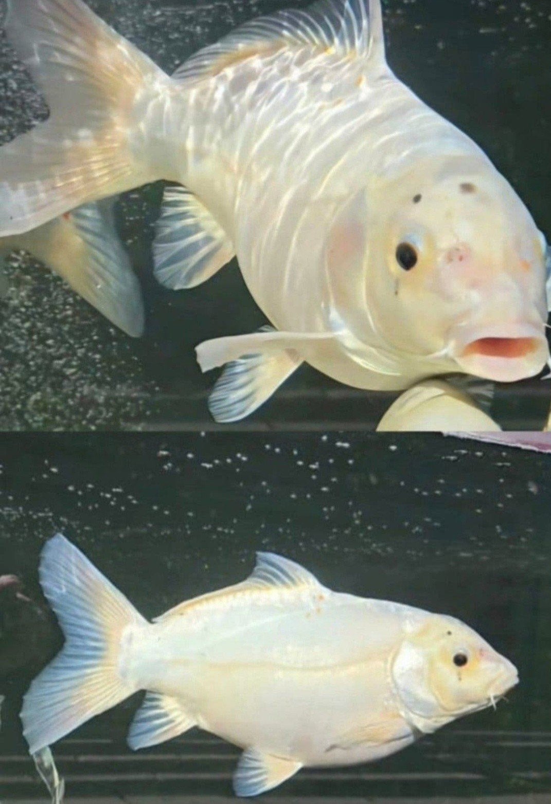 Koi karper 50cm, Karper of Koi