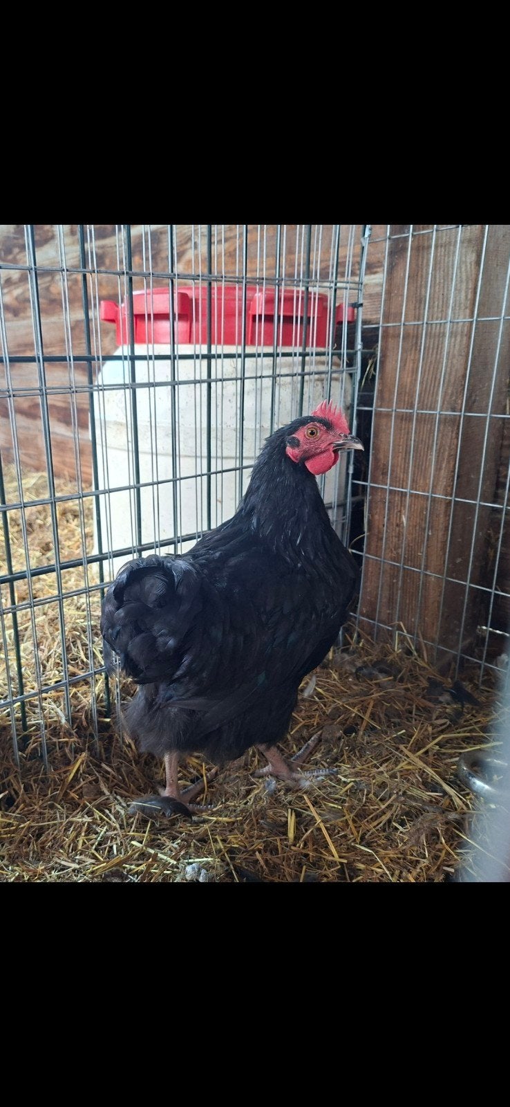 Jonge haan te koop, Mannelijk, Kip