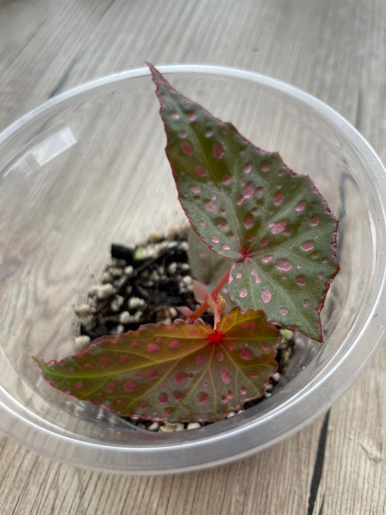 Begonia Malachosticta, Huis en Inrichting, Kamerplanten, Ophalen of Verzenden, Halfschaduw, Minder dan 100 cm