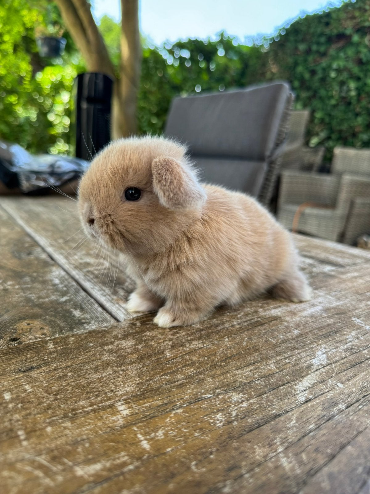 Engelse Mini Lop x Rex Hangoordwerg Ram, Dieren en Toebehoren, Konijnen, Dwerg, Mannelijk, 0 tot 2 jaar, Hangoor