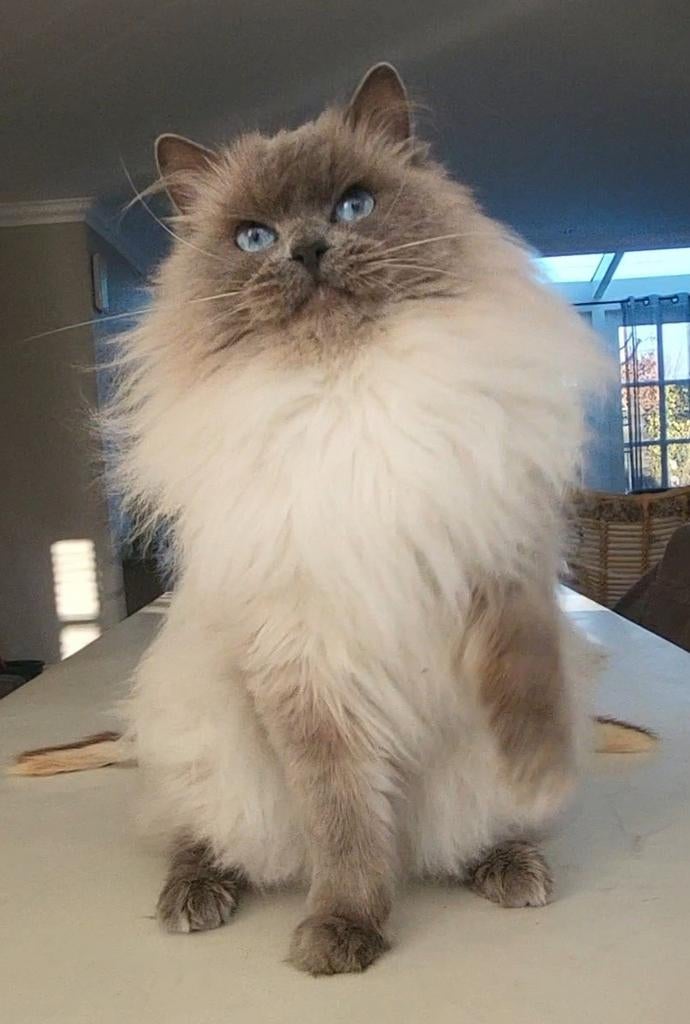 🥇 Ervaren Ragdoll Blue point dekkater met stamboom🥇