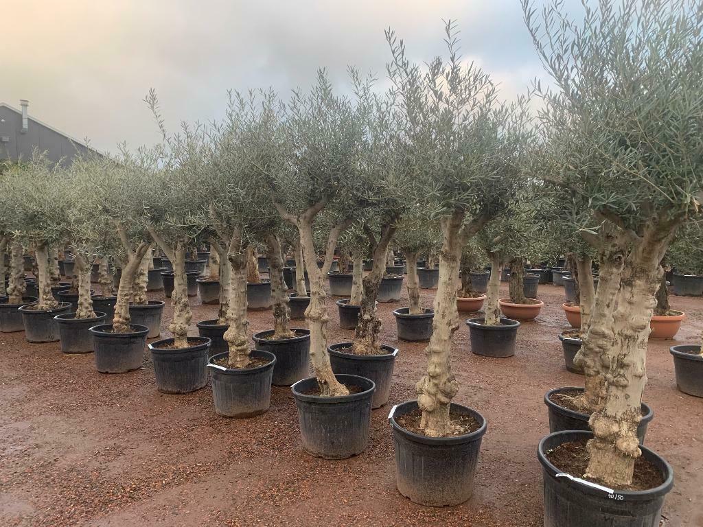 Olijfboom - Olea europaea met 40/50 cm stamomtrek te koop, Tuin en Terras, Planten | Bomen, Ophalen of Verzenden, 100 tot 250 cm