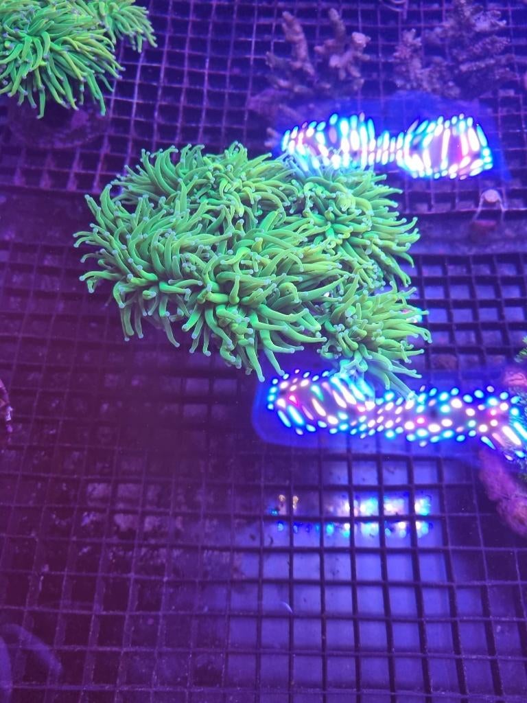 Koraal en koralen, Dieren en Toebehoren, Vissen | Aquariumvissen, Overige typen, Zoutwatervis