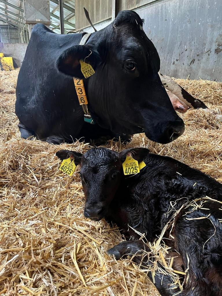 GEZOCHT: 2-5 maand Angus x Melkkoe kruising (gespeend), Dieren en Toebehoren, Runderen, Meerdere dieren, 0 tot 2 jaar