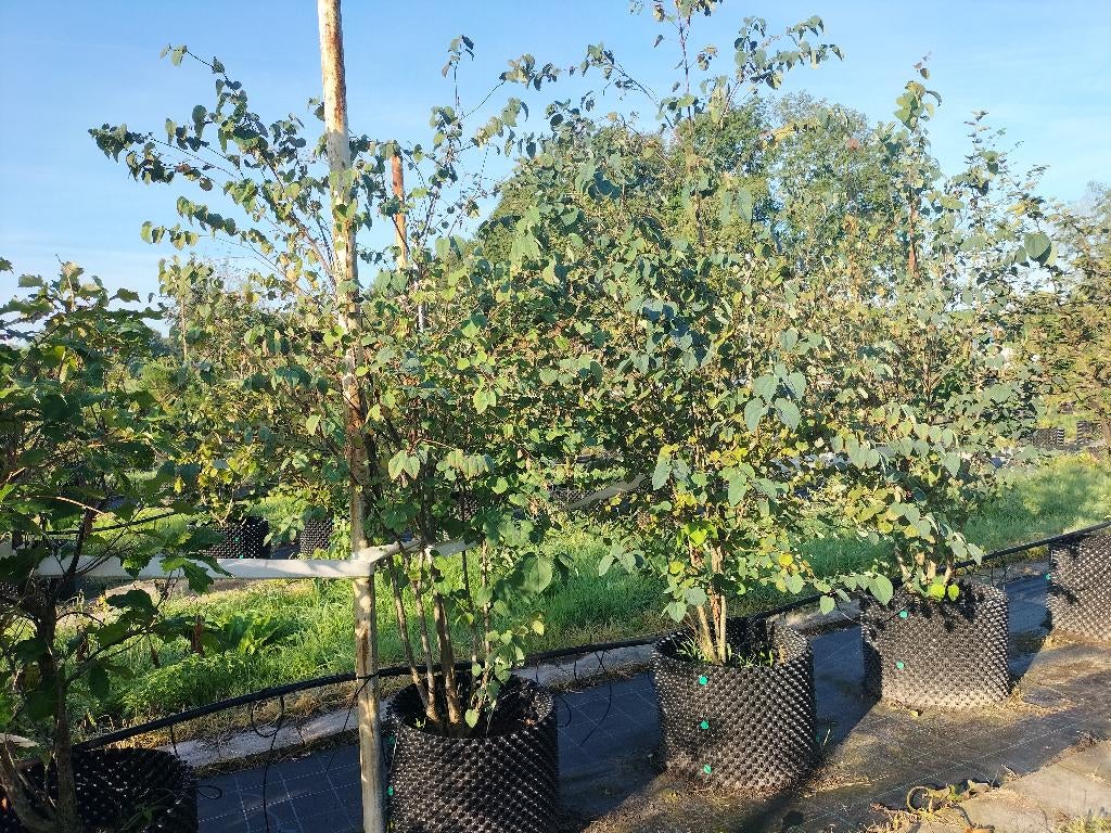Cercidiphyllum japonicum / Katsuraboom, Ophalen, Lente, Halfschaduw, Overige soorten