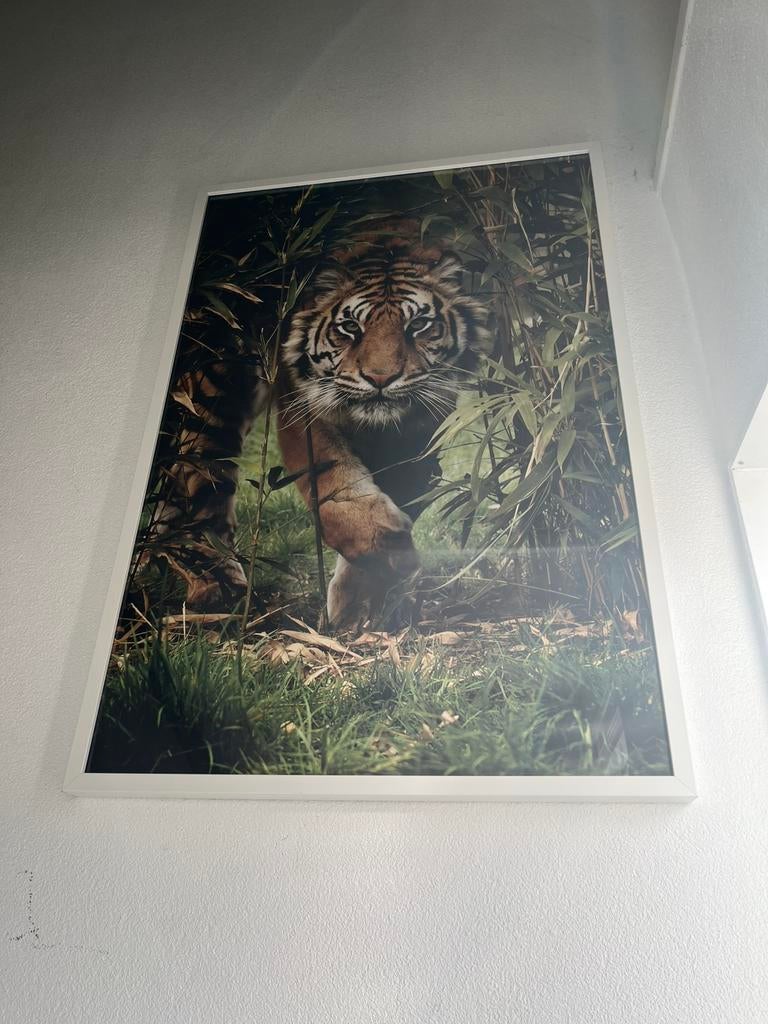 Tijger poster met foto lijst, Ophalen, Zo goed als nieuw, Foto of Poster, Minder dan 50 cm