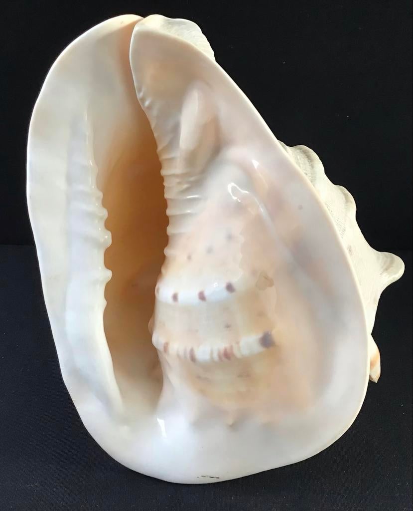 Grote Helmschelp - 25x20 cm - 1,6 kg, Verzamelen, Mineralen en Fossielen, Ophalen, Schelp(en)