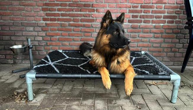 Hondenkussen ✅ hondenstretcher bench puppy dog bull, Dieren en Toebehoren, Verzenden, Zo goed als nieuw
