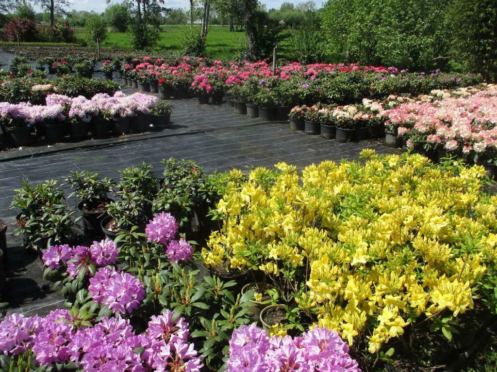 Rhododendron uit eigen kwekerij    .  7,5 liter pot, Vaste plant, Halfschaduw, Lente, Ophalen