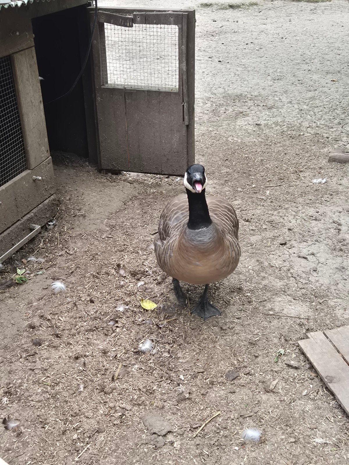 Mini canadees canadese gans man geringd geleeuwiekt, Mannelijk, Gans of Zwaan