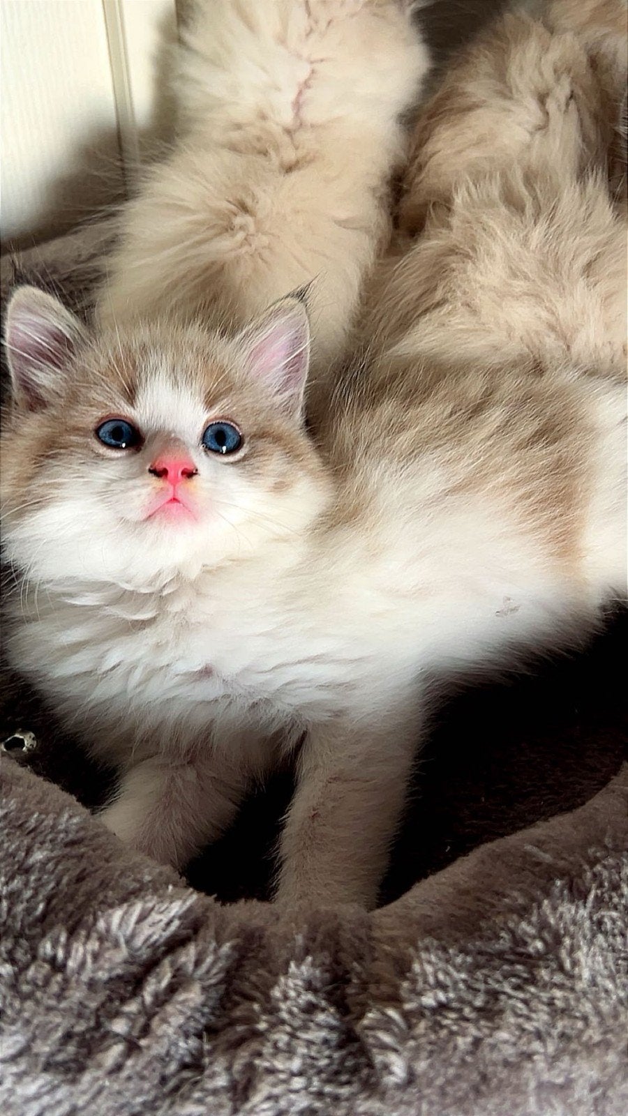 Ragdoll kittens te koop, Dieren en Toebehoren, Meerdere dieren, Ontwormd, 0 tot 2 jaar