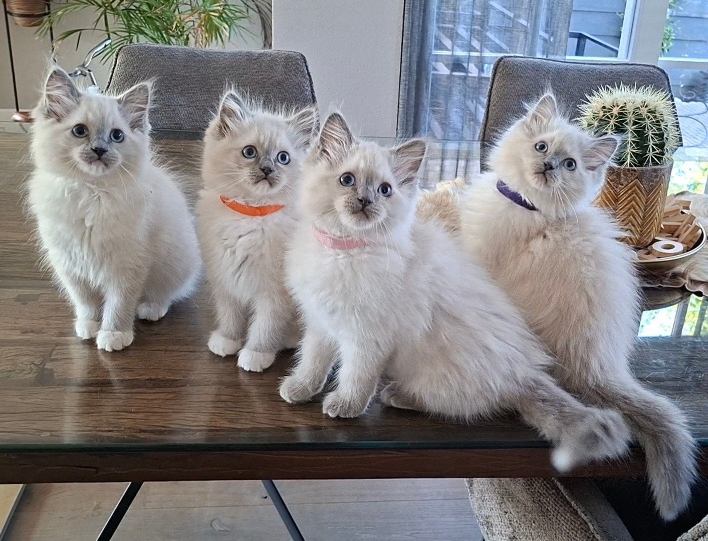 Blue point en blue mitted Ragdoll kittens met stamboom, Meerdere dieren, Met stamboom, 0 tot 2 jaar