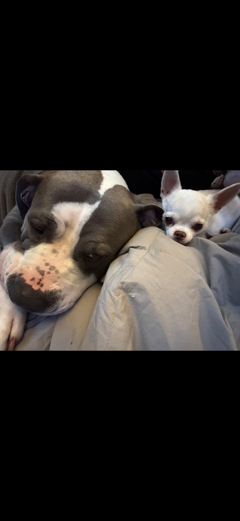 Bully xl (meisje), Overige rassen, 1 tot 2 jaar, Teef, Eén hond