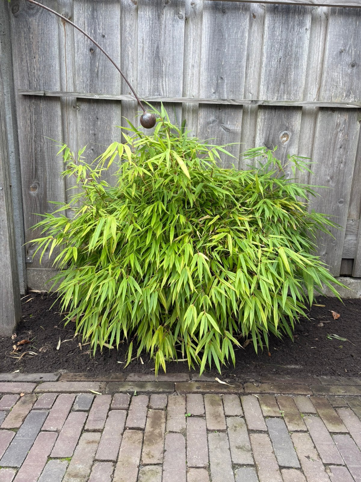 Bamboeplant, Vaste plant, Bloeit niet, Halfschaduw, Ophalen