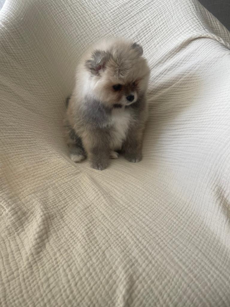 Pomeriaan teefje, Dieren en Toebehoren, Honden | Poolhonden, Keeshonden en Oertypen, Particulier, Keeshond, 15 weken tot 1 jaar