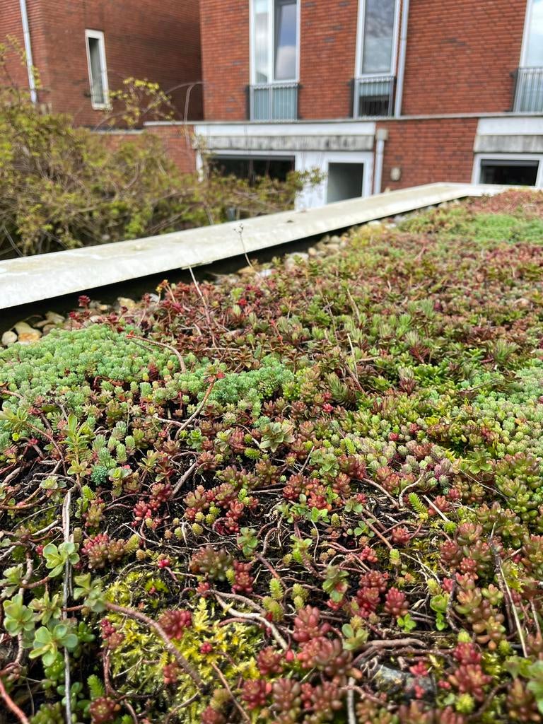 Mooie partijen sedumtrays te koop - 55kg/m2, Tuin en Terras, Planten | Tuinplanten, Bodembedekkers, Volle zon, Vaste plant, Ophalen of Verzenden