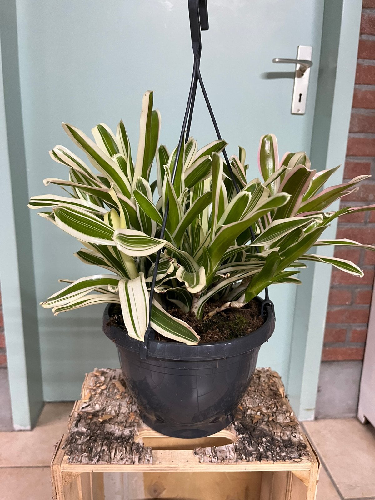 Neoregelia ‘ Fireball’ variegata, Ophalen of Verzenden, Halfschaduw, Minder dan 100 cm
