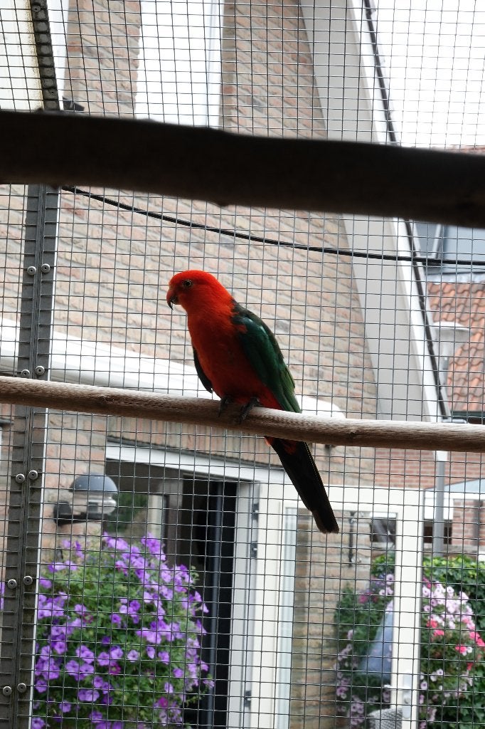 2-1 koningsparkieten te koop, Dieren en Toebehoren, Meerdere dieren, Parkiet, Geringd