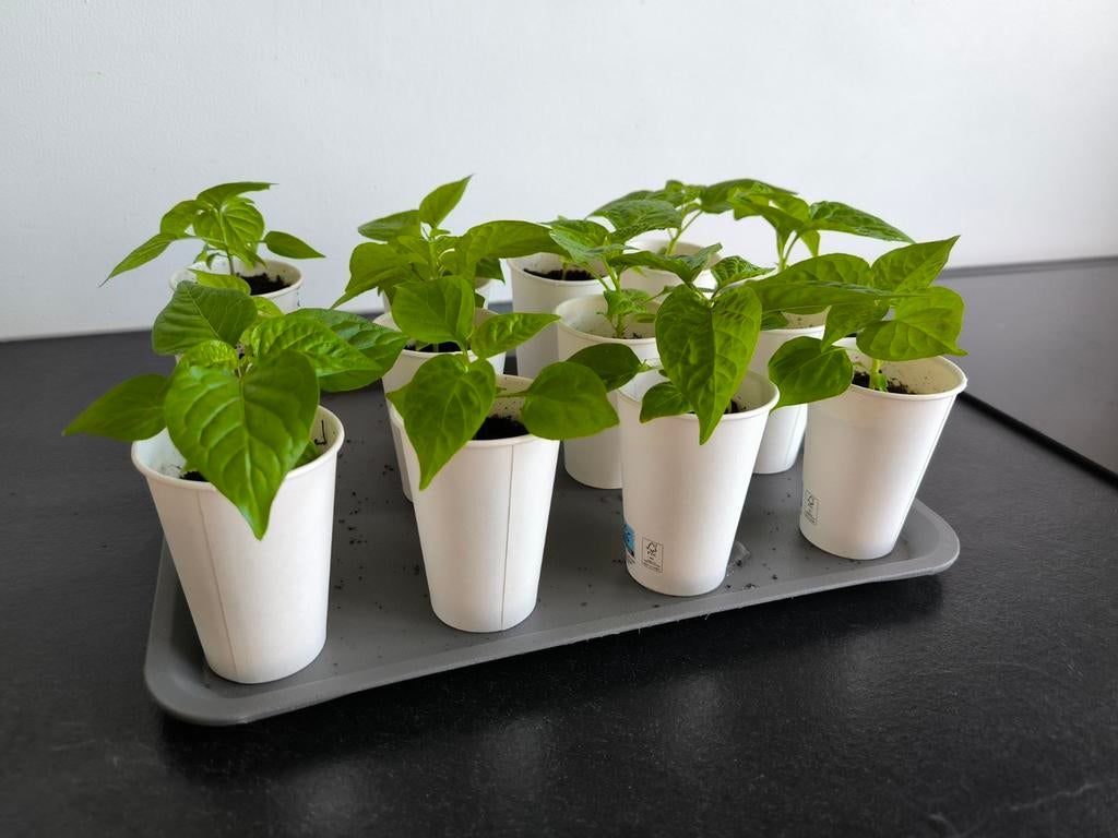 Moestuinplantjes | CAROLINA REAPER | peperplantjes, Ophalen, Eenjarig, Overige soorten, Volle zon
