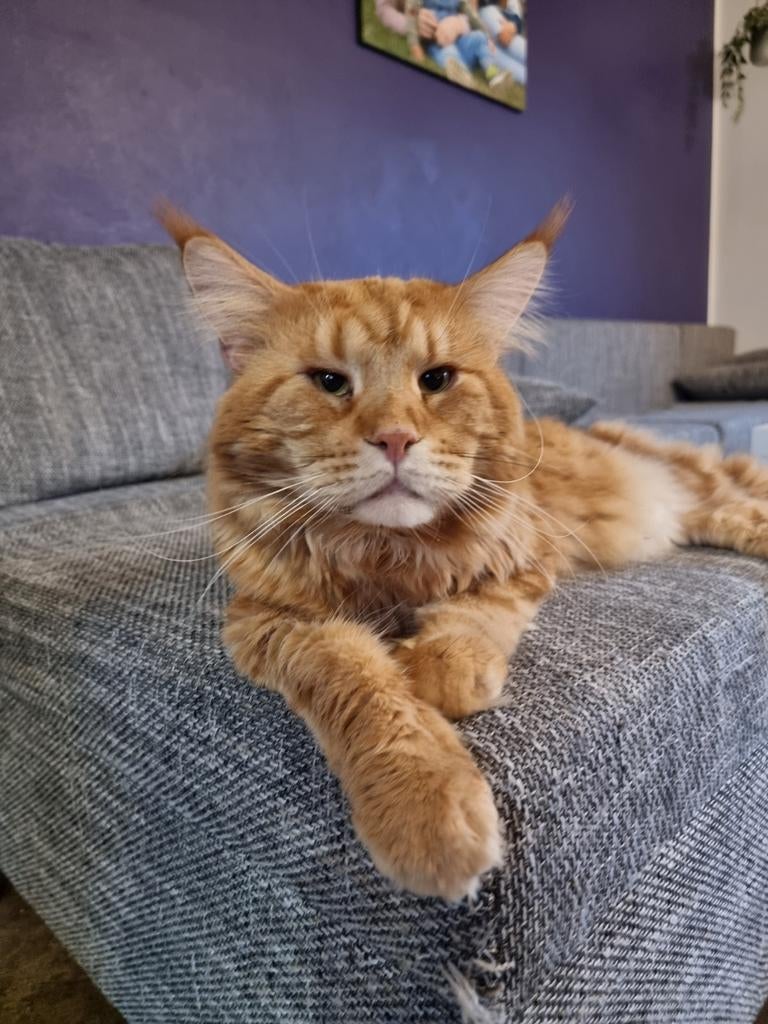 Maine Coon Kater,  6 jaar, Kater