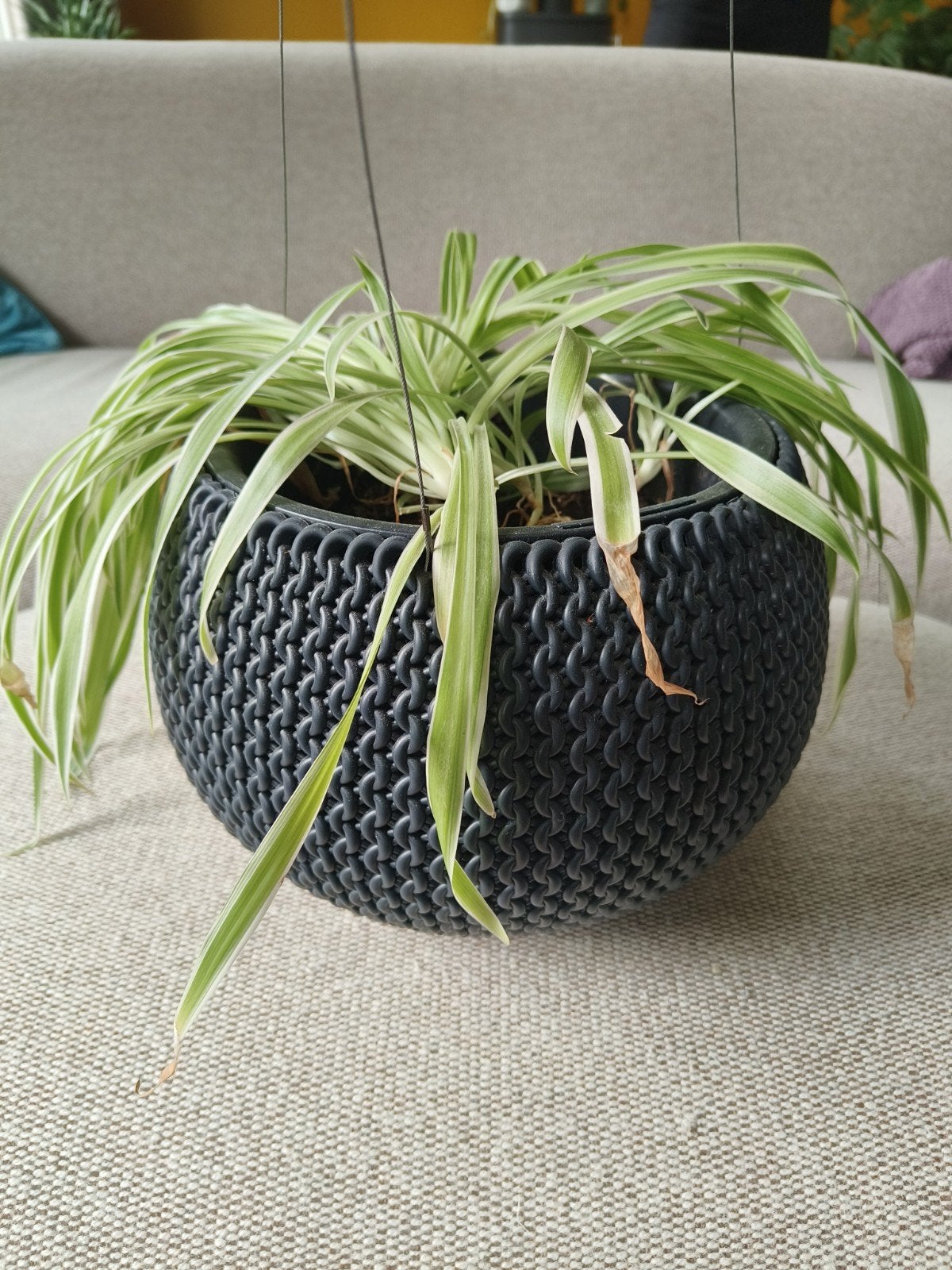 hangpot, plantenpot, met evt hangplant voor binnen, Ophalen of Verzenden, Overige soorten, Volle zon