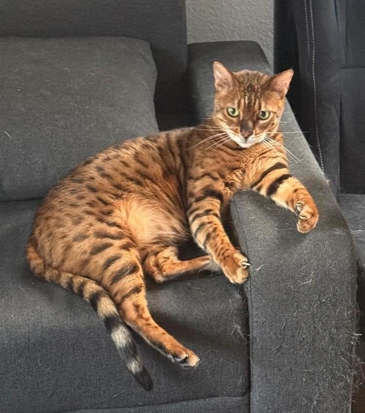 Leuke lieve Bengaal zoekt nieuw tehuis voor hem alleen, Dieren en Toebehoren, Kater, Gechipt