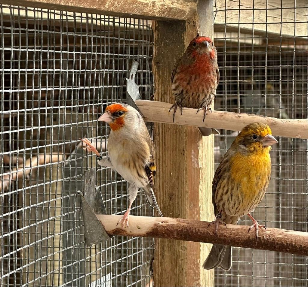 Bastaard putter x kanarie, Dieren en Toebehoren, Vogels | Overige Vogels, Meerdere dieren, Wildzangvogel