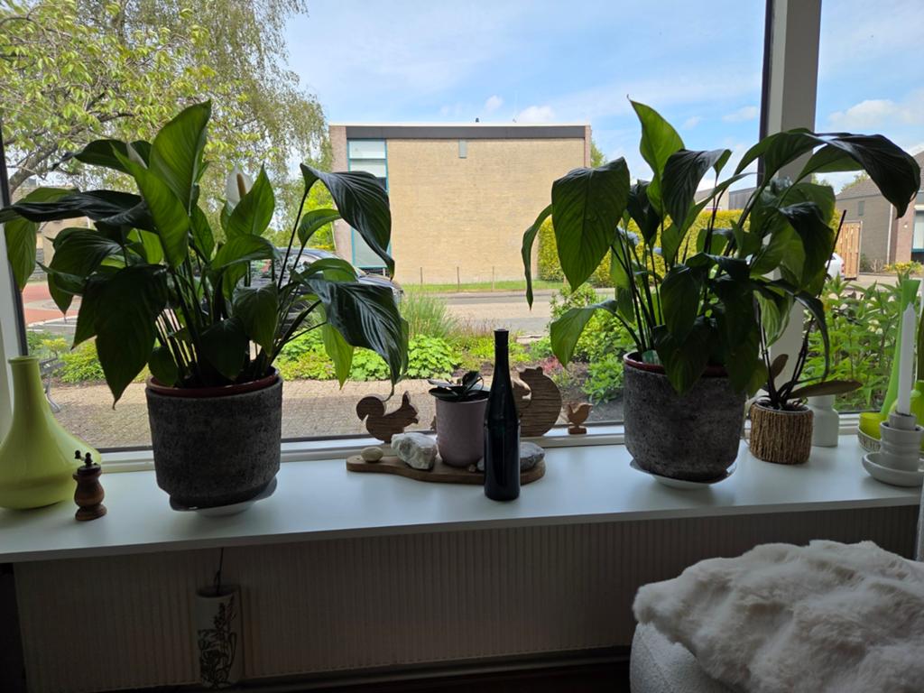 Grote Vredeslelie 2 stuks (Spathiphyllum) zonder pot, Huis en Inrichting, Ophalen, 100 tot 150 cm, Overige soorten, Halfschaduw