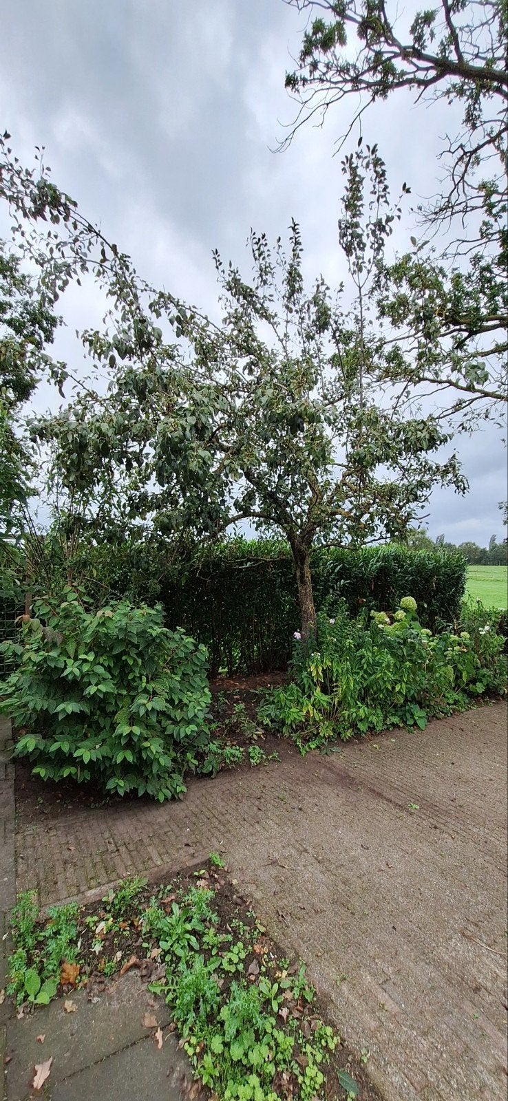Perenboom, Tuin en Terras, Overige soorten, Lente, 250 tot 400 cm, Ophalen