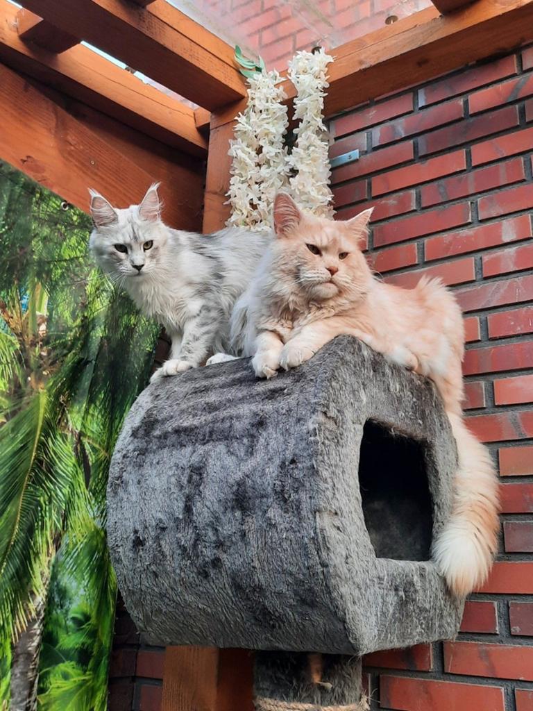 Maine coon kittens, Dieren en Toebehoren, Katten en Kittens | Raskatten | Langhaar, Meerdere dieren, Gechipt, 0 tot 2 jaar