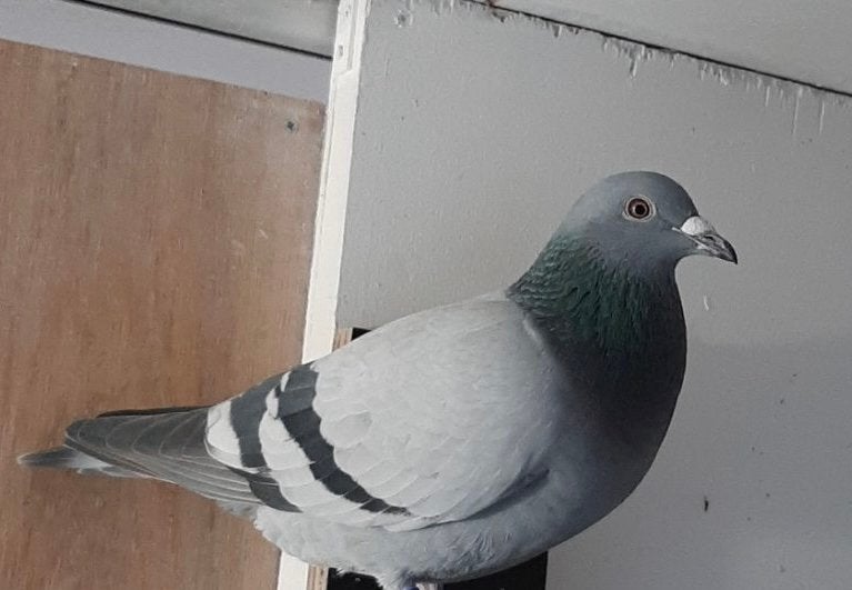Postduif Duivin, Dieren en Toebehoren, Vogels | Duiven, Vrouwelijk, Postduif