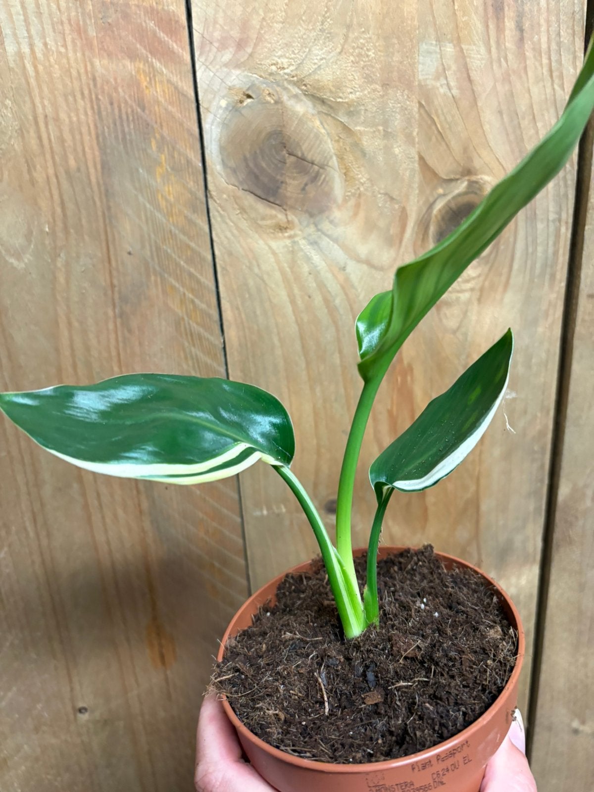 Strelitzia reginae plant variegata albo white wit, Ophalen of Verzenden, Halfschaduw, Minder dan 100 cm