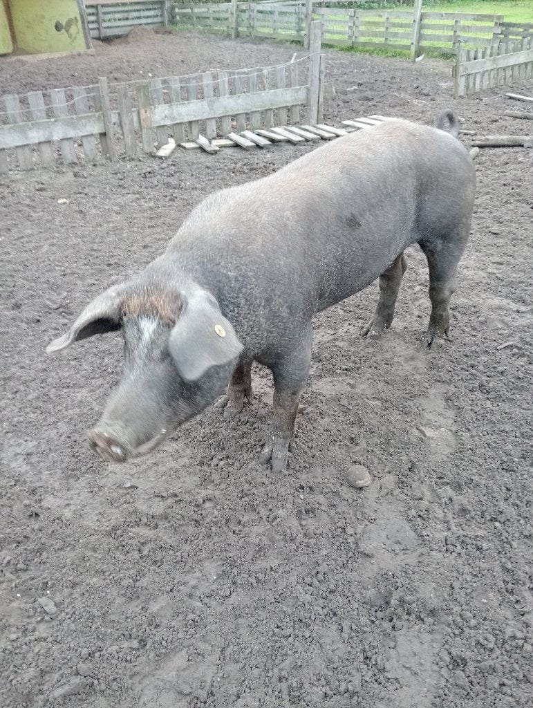 Te koop of te huur, Dieren en Toebehoren, Mannelijk, Varken, 0 tot 2 jaar