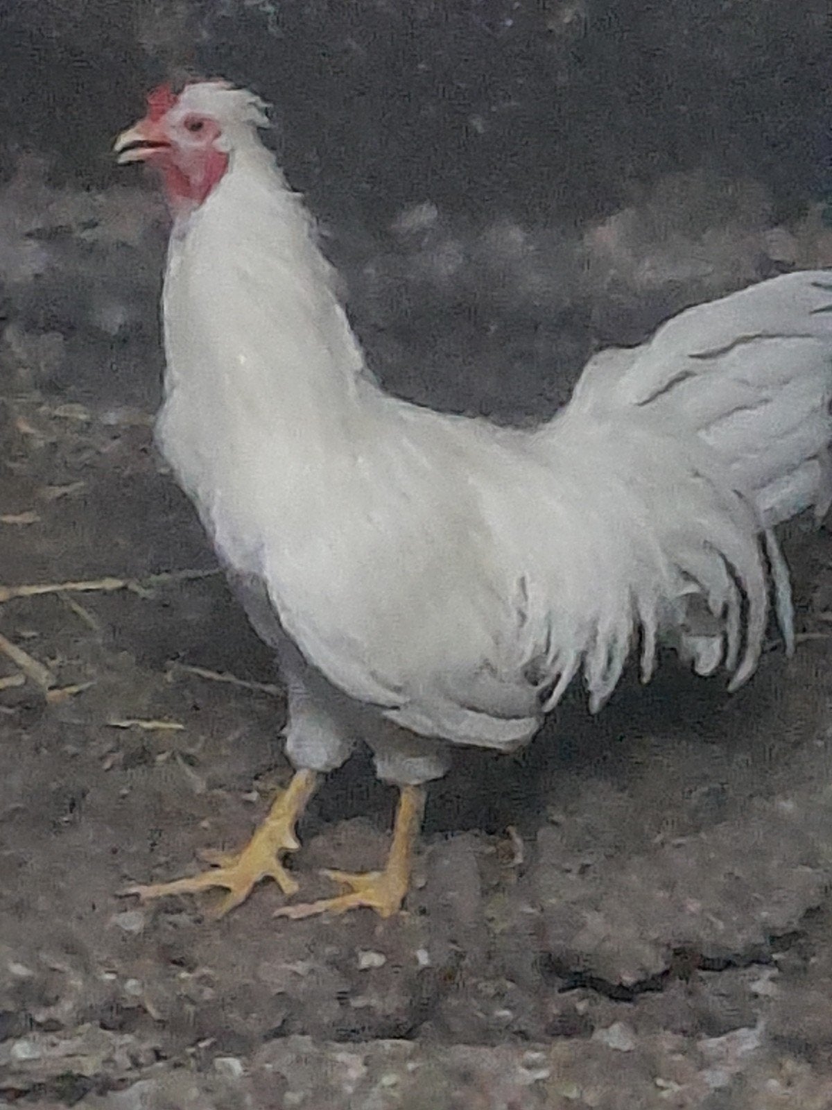 Schijndelaar haan., Dieren en Toebehoren, Pluimvee, Mannelijk, Kip