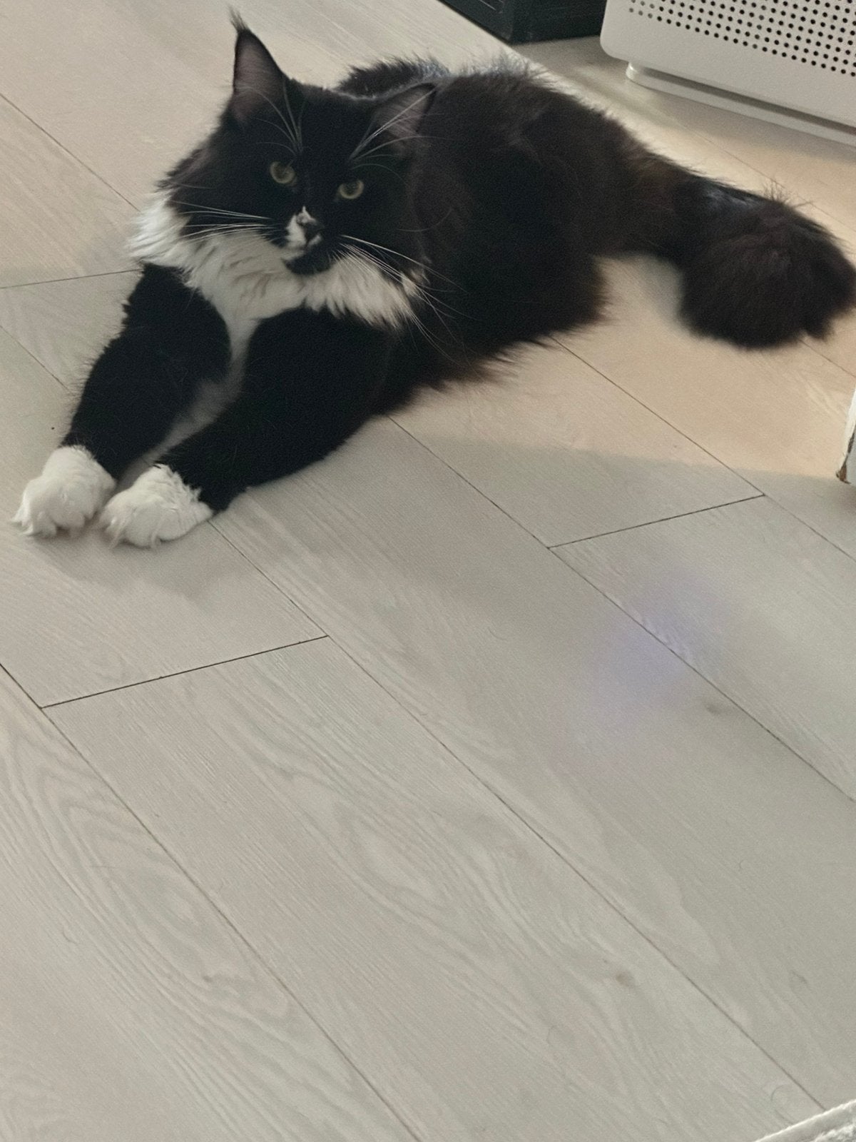 Maine coon dekkaterr ( niet te koop ), Dieren en Toebehoren, Katten en Kittens | Dekkaters, 0 tot 2 jaar