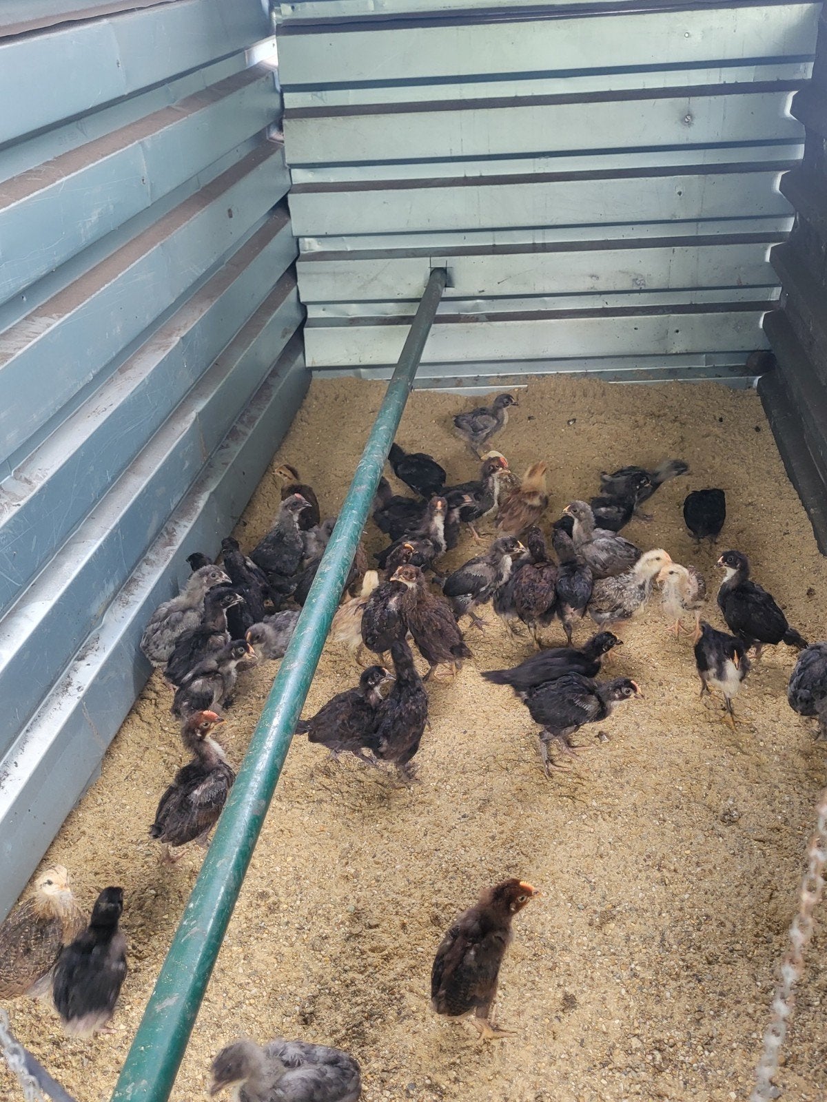 Hanen voor kweek of vetmest,araucana, marans olijflegger, Dieren en Toebehoren, Pluimvee, Mannelijk, Kip
