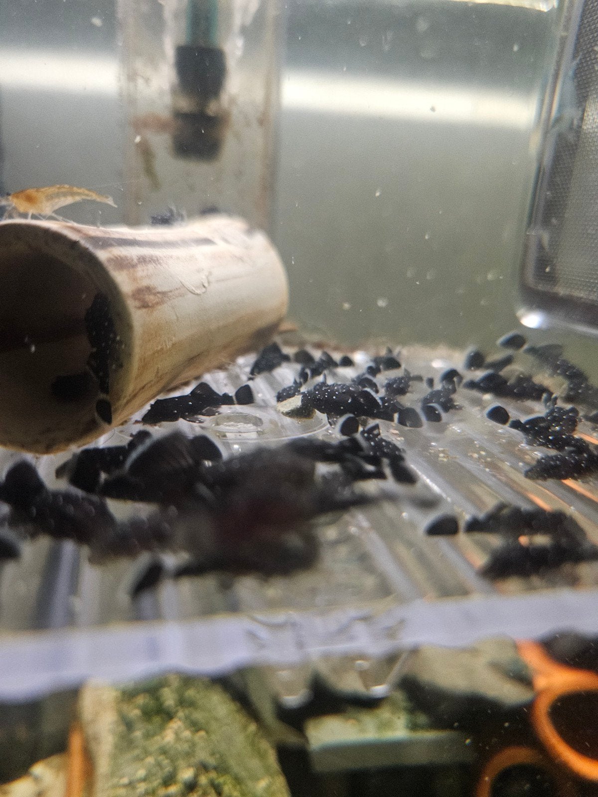 Ancistrus L181 peppermint pleco, Dieren en Toebehoren, Vissen | Aquariumvissen, Vis