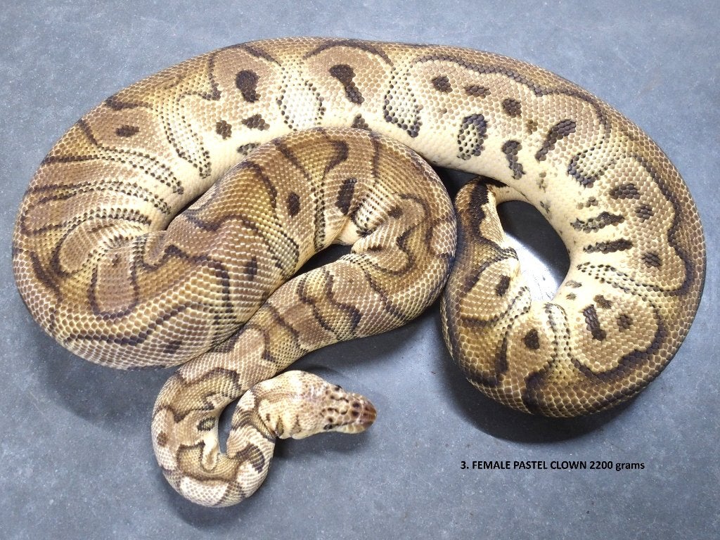 Koningspythons halwas en volwassen kweekdieren deel 1 Ball Python photo 3